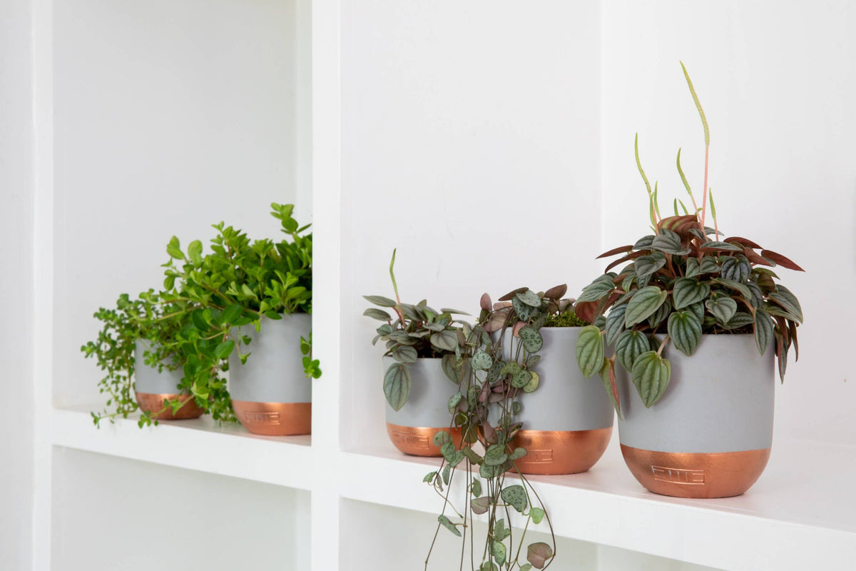 Indoor Metallic Dipped Pot/ Planter: Small / Pink And Copper