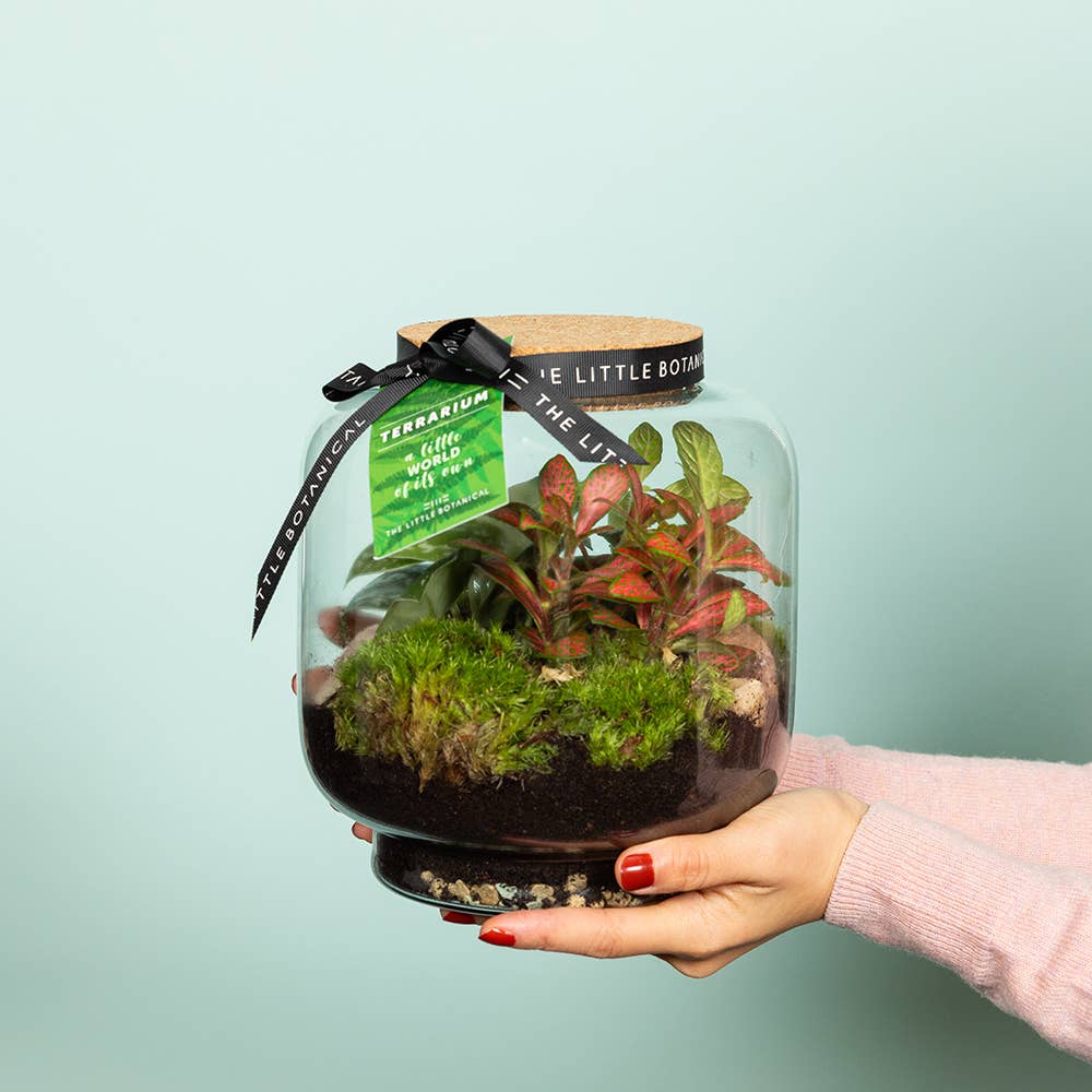 Round Glass Terrarium - Pre-Planted &amp; Easy Care