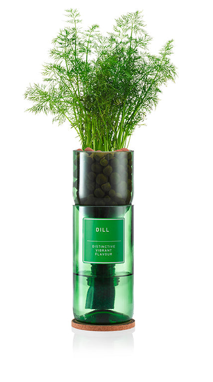 Hydro-Herb Dill
