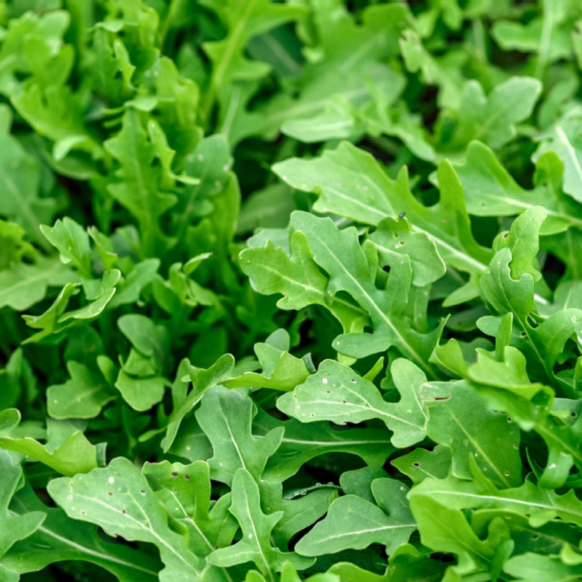 Hydro-Herb Rocket